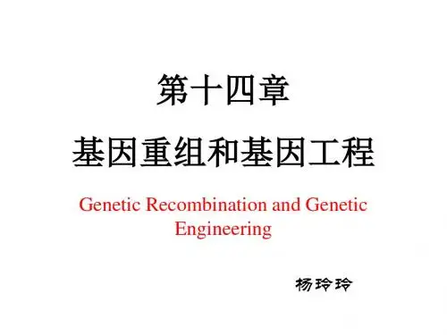 14章基因重组与基因工程