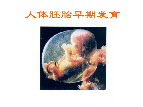 人体解剖学 人体胚胎早期发育
