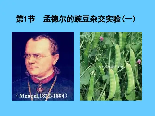 孟德尔分离定律2011