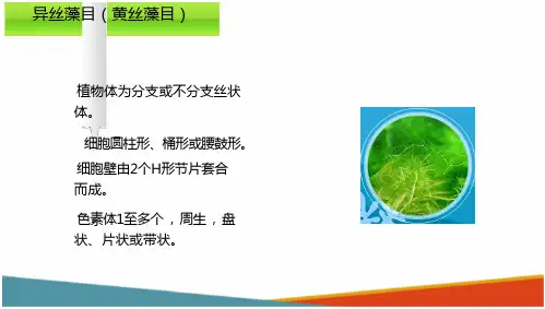 浮游植物—认识黄藻(水生生物学课件)
