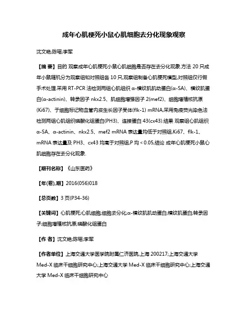 成年心肌梗死小鼠心肌细胞去分化现象观察