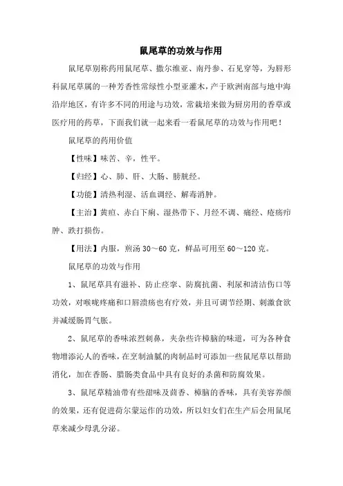鼠尾草的功效与作用