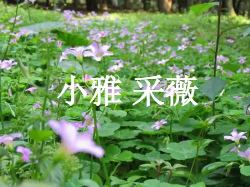 《采薇》ppt课件(13页)