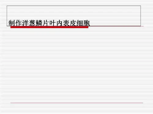 制作洋葱鳞片叶内表皮细胞