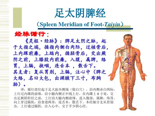 经络腧穴各论-4足太阴脾经及其腧穴