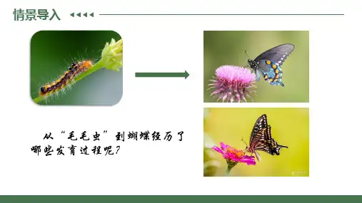 7.1.2 昆虫的生殖和发育-八年级生物下册课件(人教版)