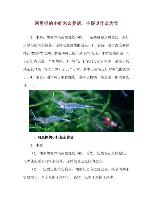 河里抓的小虾怎么养活,小虾以什么为食