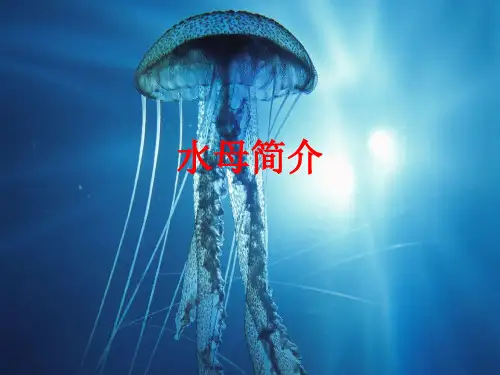 [课件]水母简介PPT