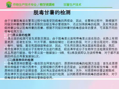 脱毒甘薯的检测-完整版PPT课件