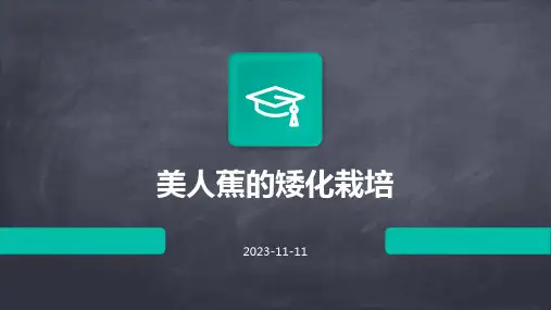 美人蕉的矮化栽培