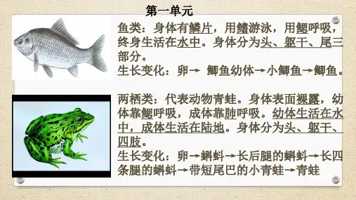 小学科学 粤教粤科版（2017秋）  三年级上册 期末总结（课件ppt18ppt）