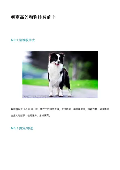 智商高的狗狗排名前十