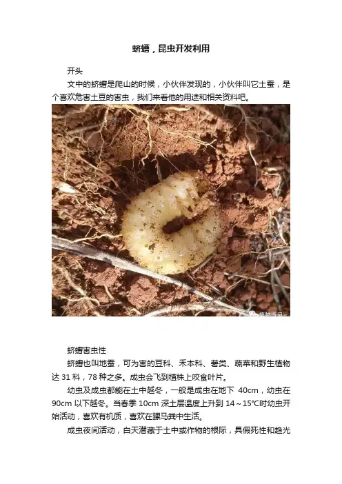 蛴螬,昆虫开发利用