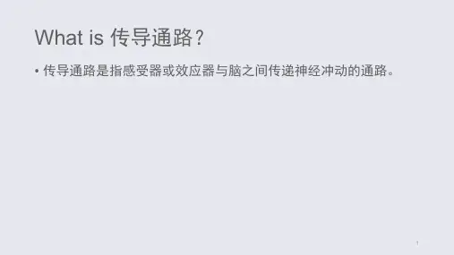 神经传导通路