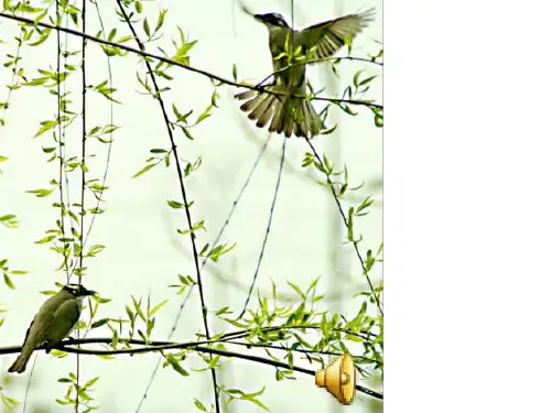 北师大版生物八上19.2《动物的生殖和发育-探究鸡卵的结构》课件(共30张PPT)