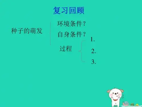 人教版3.2.2《植株的生长》课件(15张ppt)