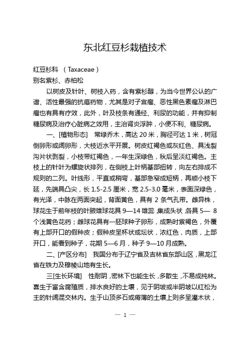 东北红豆杉栽植技术