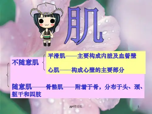 实用解剖学—骨骼肌ppt课件