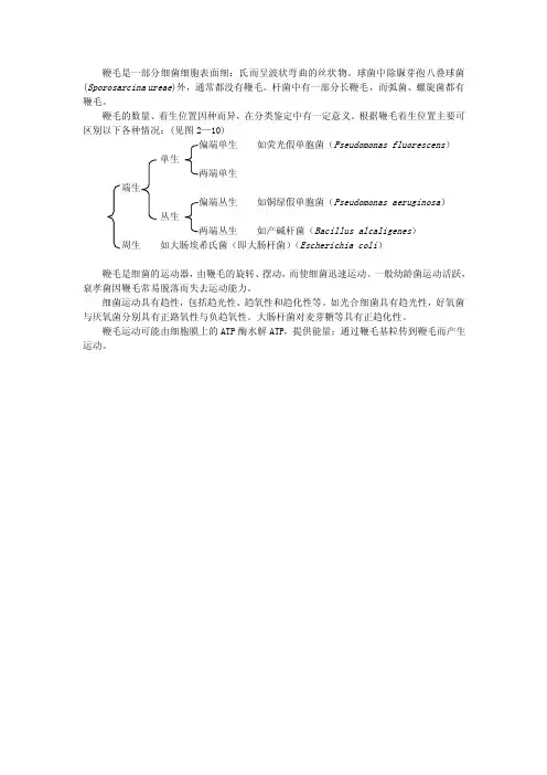 鞭毛是一部分细菌细胞表面细：氏而呈波状弯曲的丝状物球...