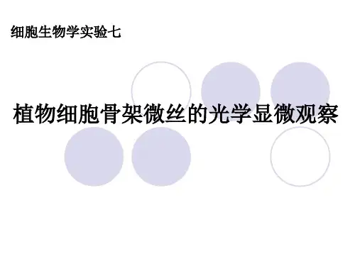 实验七 植物细胞骨架的观察