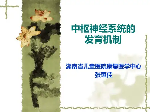张惠佳---中枢神经系统的发育机制