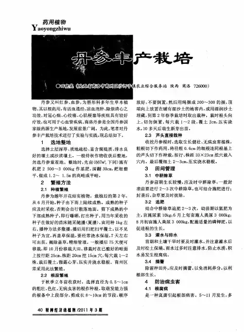 丹参丰产栽培