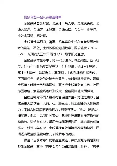 神奇的金线莲