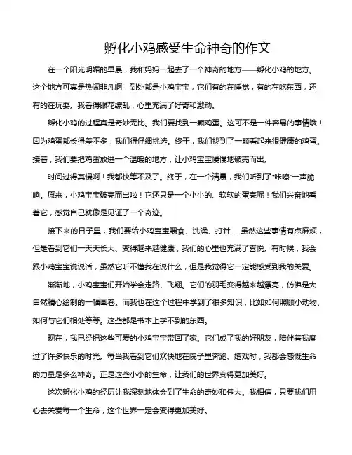 孵化小鸡感受生命神奇的作文