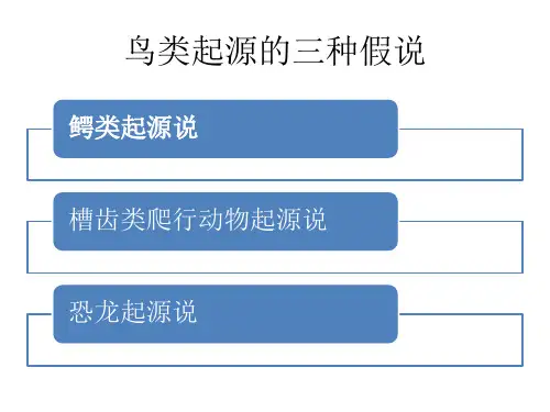 鸟类的起源