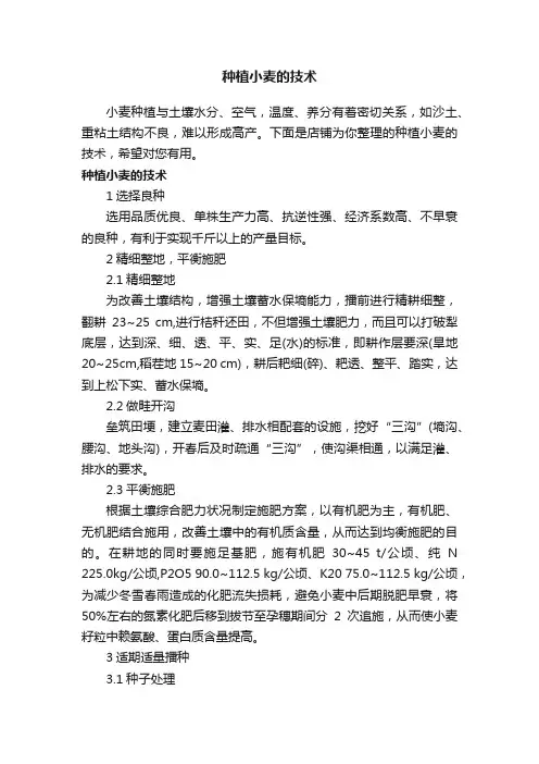 种植小麦的技术