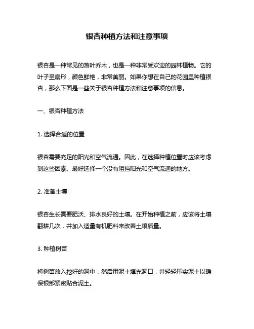 银杏种植方法和注意事项