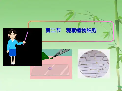 第二节观察植物细胞(共28张PPT)