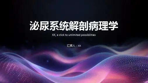 泌尿系统解剖病理学