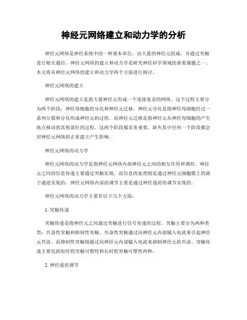 神经元网络建立和动力学的分析