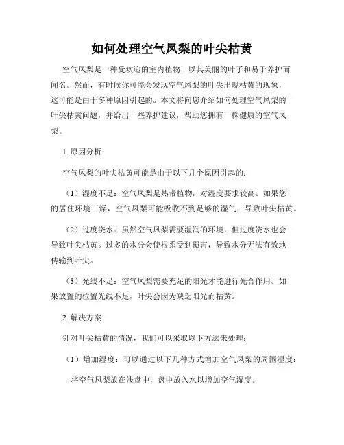 如何处理空气凤梨的叶尖枯黄