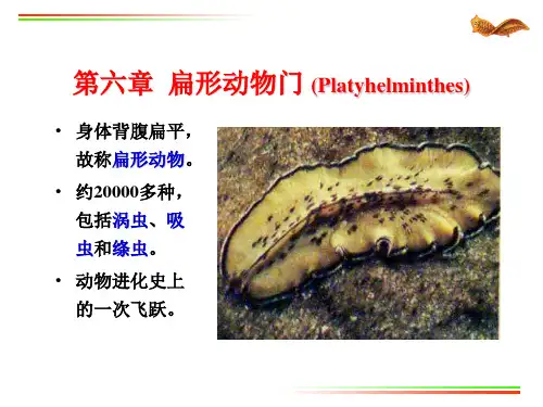 05.扁形动物
