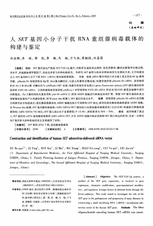 人SET基因小分子干扰RNA重组腺病毒载体的构建与鉴定
