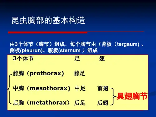昆虫胸部的基本构造