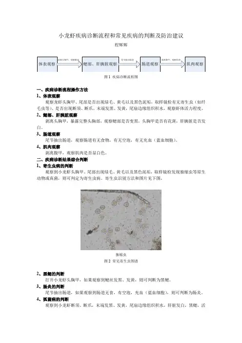 小龙虾疾病诊断流程和常见疾病的判断及防治建议