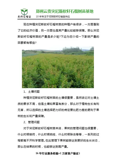 突尼斯软籽石榴树苗的产量一般是多少