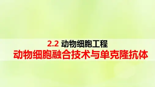新教材高中生物第2章第2节动物细胞工程：动物细胞融合技术与单克鹿体pptx课件新人教版选择性必修3