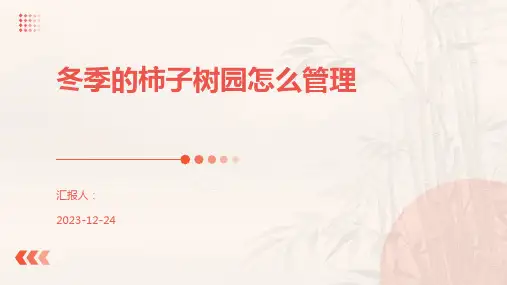 冬季的柿子树园怎么管理