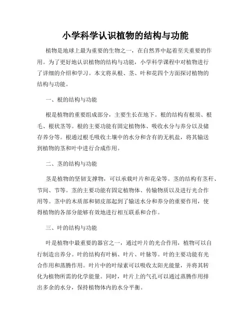 小学科学认识植物的结构与功能