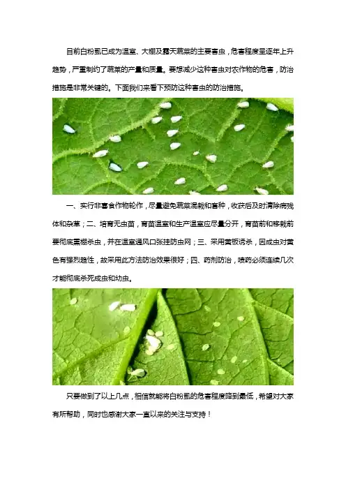 白粉虱怎么防治