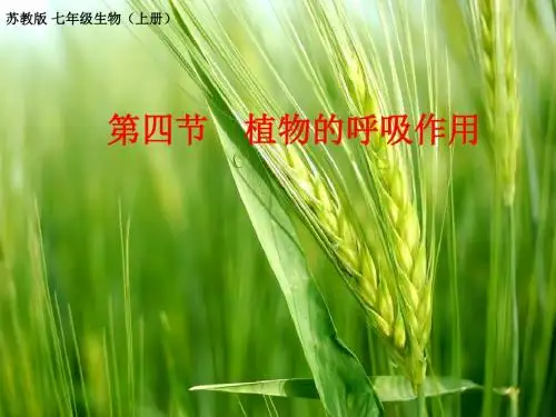 苏教版七年级生物上册第3单元第六章第四节《植物的呼吸作用》课件