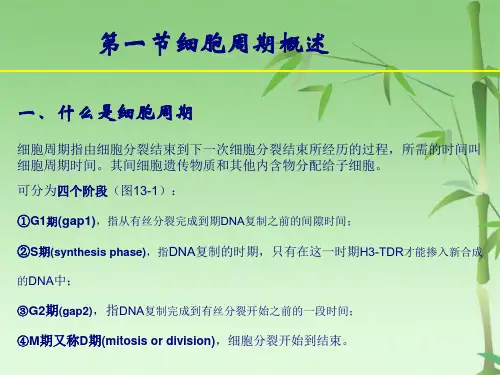 细胞周期与细胞分裂(共51张PPT)