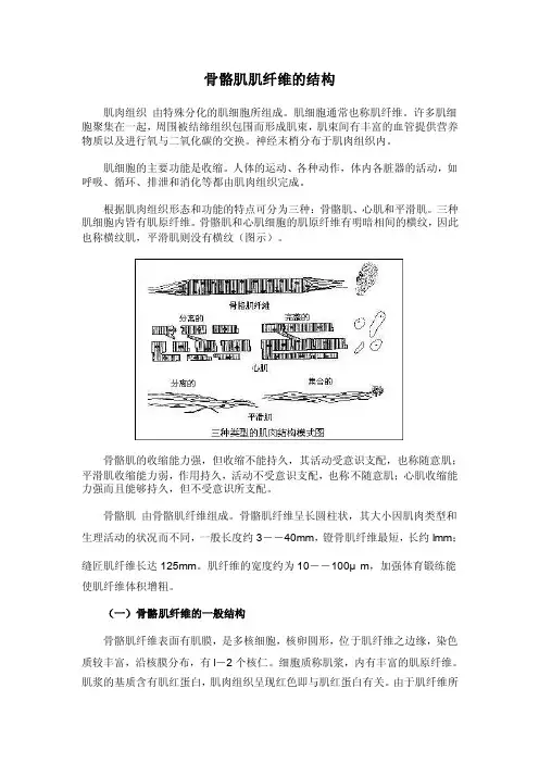 骨骼肌肌纤维的结构