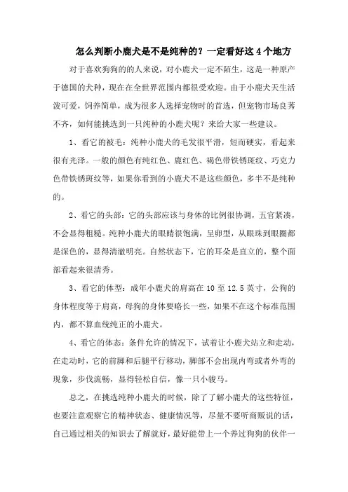 怎么判断小鹿犬是不是纯种的？一定看好这4个地方