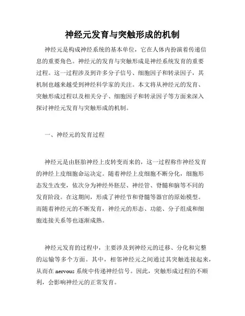 神经元发育与突触形成的机制