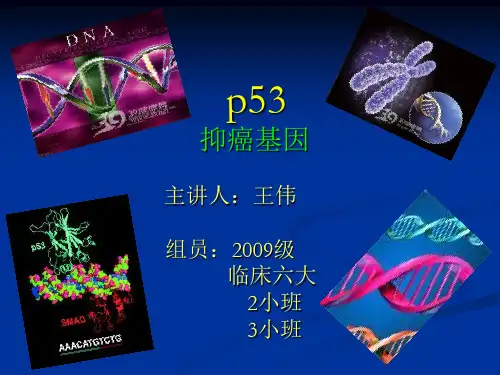 p53讲演稿